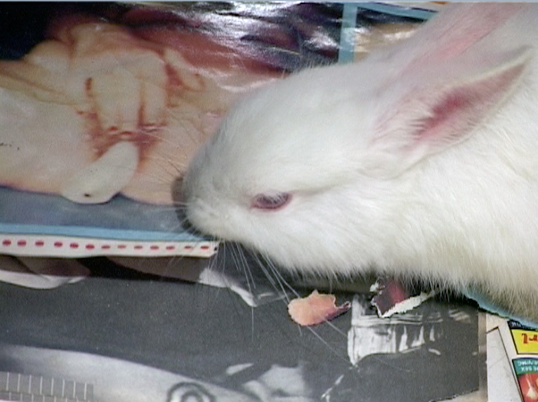 Dionis Escorsa  Rabbits for sale