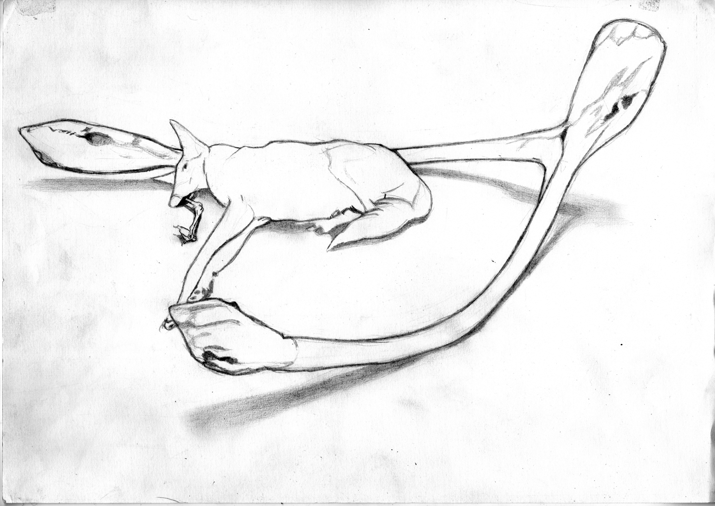 Dionis Escorsa